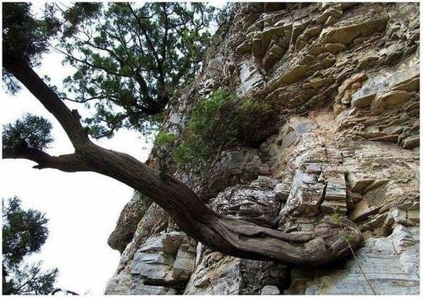 Gỗ nhai bách nổi tiếng quý hiếm và có giá trị cao trên thị trường. Điểm ấn tượng là thân cây không mọc thẳng như hầu hết các loài gỗ khác, mà uốn lượn thành nhiều hình thù lạ mắt. Ảnh: Sohu