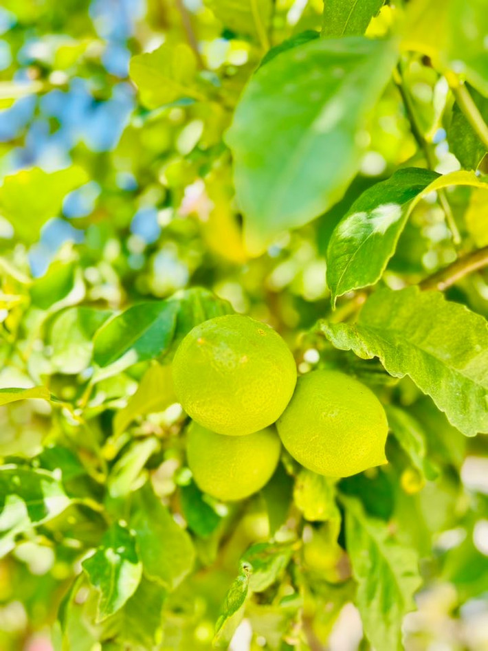 Mọi người đều xuýt xoa trước khu vườn nhỏ xinh xắn của nữ nghệ sĩ. Ảnh: FBNV