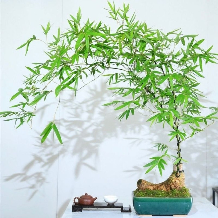 Tre bonsai không tốn quá nhiều công chăm sóc lại khác lạ trong giới cây cảnh. Ảnh: Facebook