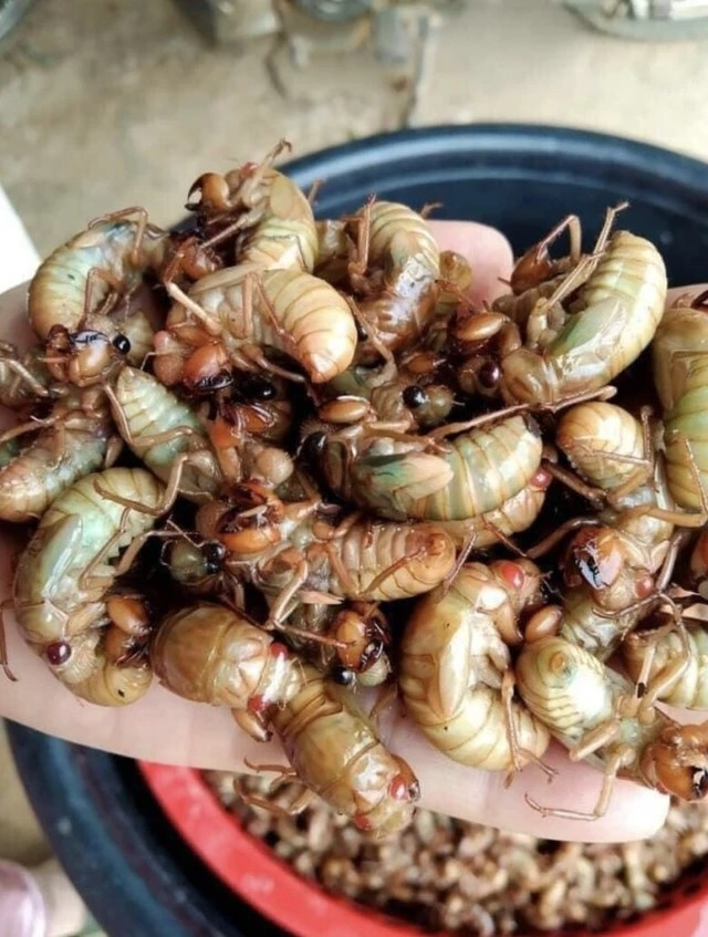 Thay vì bắt những con trưởng thành lâu năm, người săn ve chỉ bắt khi chúng ở giai đoạn nhộng, còn non, chưa mọc cánh. Ảnh: Người đưa tin