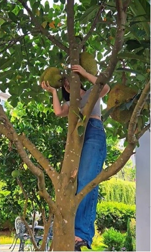 Cây mít trong vườn cho nhiều trái to. Ảnh chụp màn hình