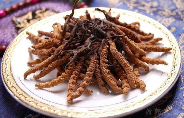 Dù đắt song vào dịp Tết, đông trùng hạ thảo Tây Tạng luôn trong tình trạng "cháy hàng". Ảnh: Internet