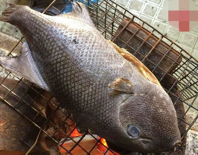 Loài cá này được ưa chuộng không phải ở hình dáng, mà là chất lượng thịt. Ảnh: Hải sản mỗi ngày