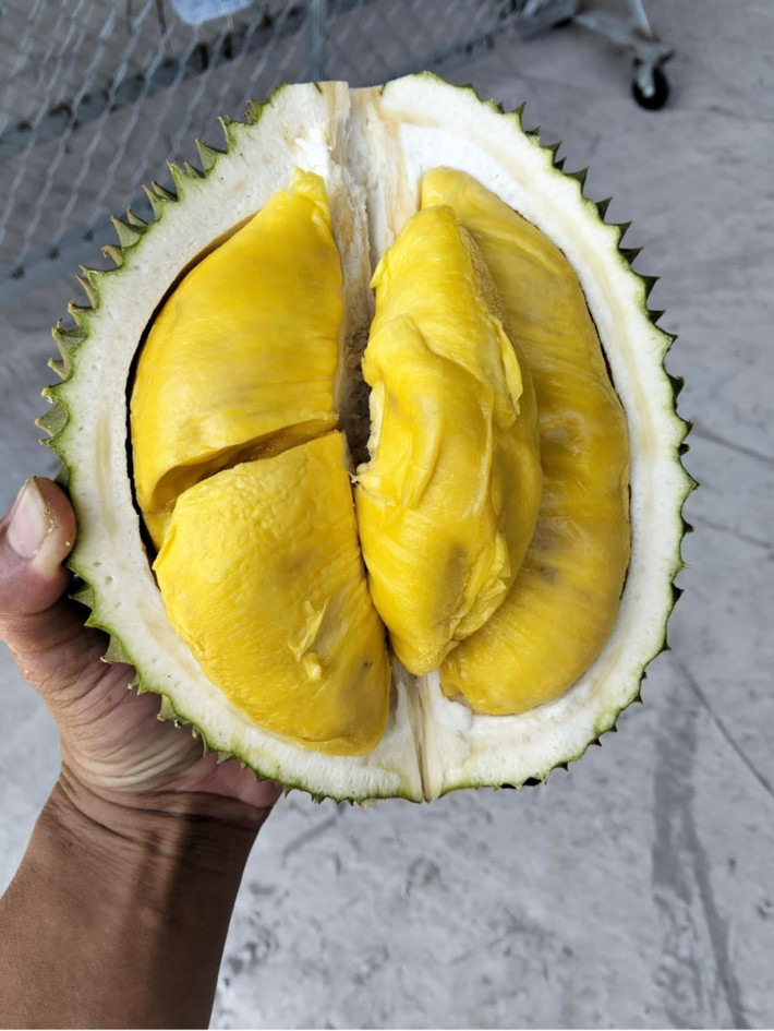 Sầu riêng Musang King nổi bật với phần thịt cơm màu vàng nghệ, hạt lép dẹt, vị ngọt, mang một hương thơm vô cùng đặc trưng, không quá nồng, đắng. Ảnh: Facebook