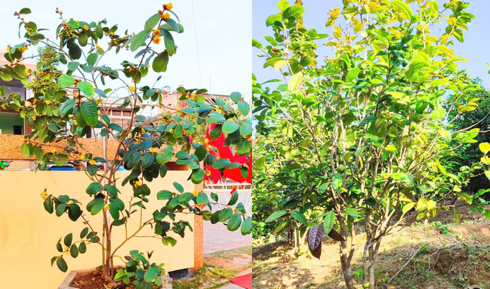 Tại Việt Nam, trà hoa vàng trồng nhiều tại xã Thanh Sơn, huyện Ba Chẽ (Quảng Ninh). Cây trà hoa vàng sau 5 năm trồng sẽ cho hoa. Tuy nhiên, để hoa đạt chất lượng cao nhất, cây phải có tuổi đời từ 8 đến 10 năm. Ảnh: Vietnamnet