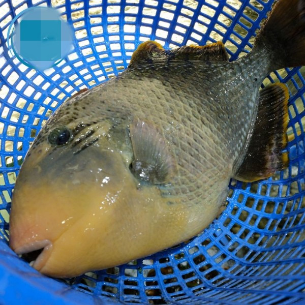 Cá bò giáp (hay còn gọi cá bò đá) sống chủ yếu ở vùng biển miền Trung và miền Nam nước ta. Chúng thường sống tại những hốc đá thành từng đàn và ẩn mình trong rong biển. Ảnh: Chi Hải Sản
