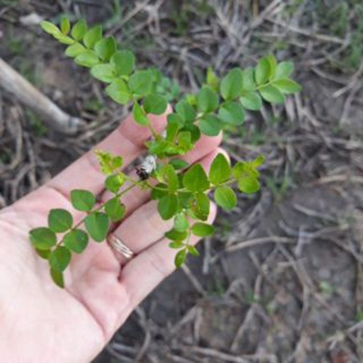 Tuy nhiên, trong quá trình nuôi trồng phải theo dõi sát sao vì cây hay xuất hiện bệnh đục thân, rám lá. Ảnh: Internet