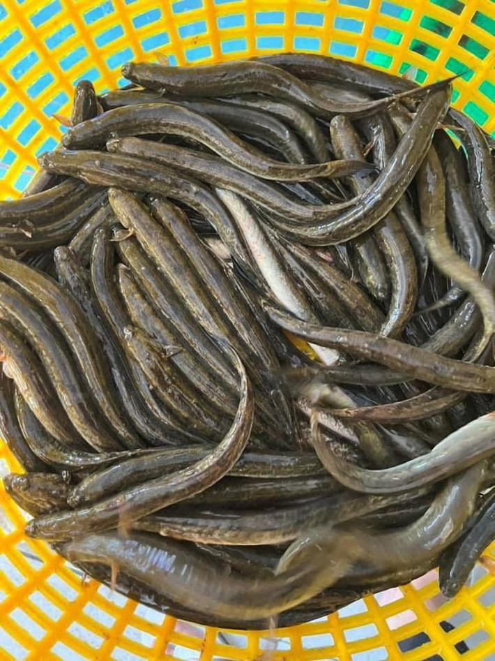 Trên chợ mạng, cá kèo tươi có giá từ 100.000 – 150.000 đồng/kg. Ảnh: Facebook