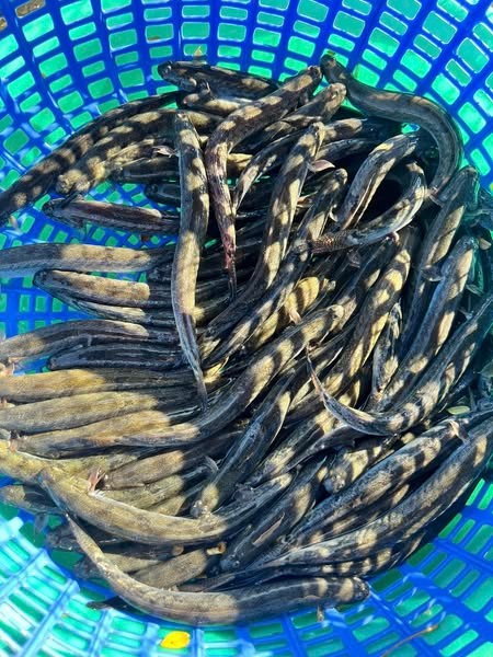 Cá kèo (còn gọi cá bống kèo) là loại cá quen thuộc với người dân Nam Bộ, đặc biệt ở vùng đồng bằng sông Cửu Long. Ảnh: Facebook