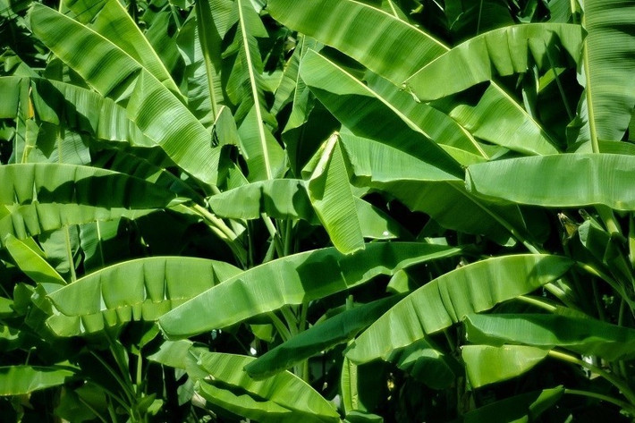 Tuy nhiên, số lượng lá chuối được sử dụng vào những mục đích này còn hạn chế. Sau khi thu hoạch, lá thường bị chặt bỏ làm thức ăn cho gia súc hoặc bị đốt bỏ. Ảnh: Internet
