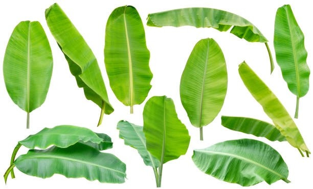 Trong khi đó, tại nhiều quốc gia châu Á, đặc biệt là Nhật Bản và Hàn Quốc, lá chuối vẫn là mặt hàng được săn đón để gói thực phẩm và các món ăn truyền thống. Ảnh: Facebook