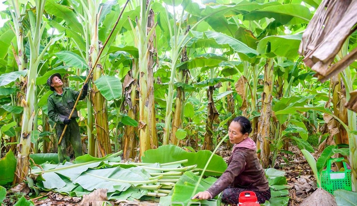 Hiện nay, ở một số vùng quê, nhiều hộ dân gắn bó với nghề trồng chuối bán lá, mang lại thu nhập ổn định. Ảnh: Báo Cà Mau