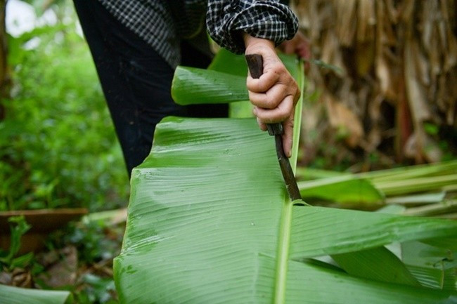 Có hộ một ngày cắt khoảng 200 kg lá chuối, bán giá 5.000 đồng/kg, cho thu nhập 1 triệu đồng/ngày. Ảnh: Internet