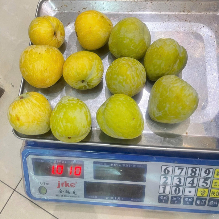 Mận cau size vip siêu to, khoảng 10 - 12 quả/kg. Ảnh; Facebook