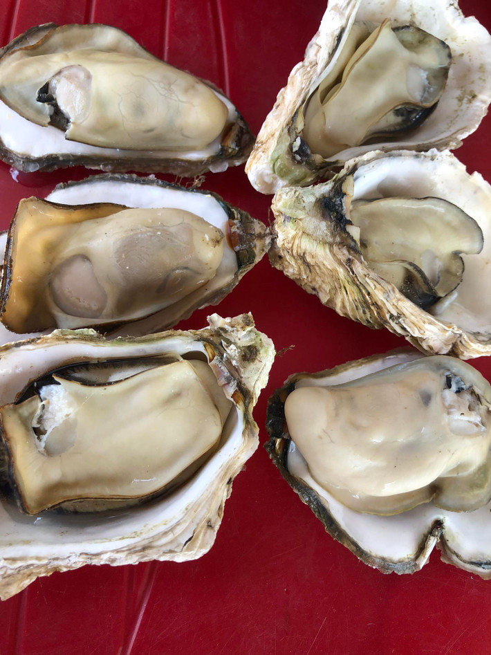 Hàu vàng Trung Quốc vỏ to, thịt dày, mẫu mã bắt mắt. Trong khi đó, hàu địa phương chủ yếu là hàu sữa ươm giống trong nước, nuôi tự nhiên lại nhỏ hơn, thịt không béo bằng, hình thức kém hấp dẫn nên tiêu thụ chậm, giá bị ép xuống thấp. Ảnh: Facebook