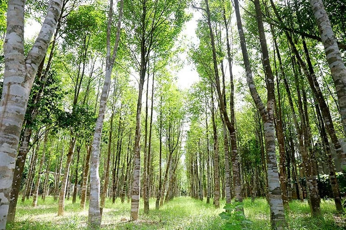 Tại Việt Nam, trầm hương phân bố nhiều tại các khu rừng nhiệt đới, rừng nguyên sinh như Thanh Hóa, Hà Tĩnh, Nghệ An, Khánh Hòa. Ảnh: Mộc Thiên An