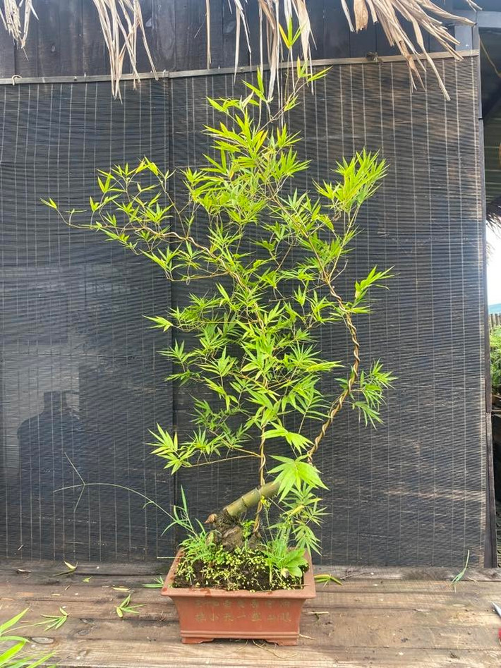 Trên thị trường, mỗi gốc tre bonsai giá từ vài trăm nghìn đến vài triệu đồng, tùy theo dáng thế và độ công phu của nghệ nhân. Ảnh: Facebook