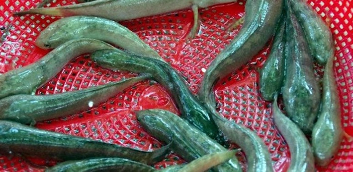 Trên thị trường, cá chành dục có giá vài trăm nghìn đồng/kg, lúc khan hiếm có thể lên tới nửa triệu đồng/kg. Ảnh: VOV