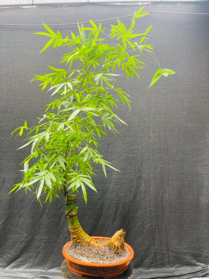 Tre bonsai mini thường được chọn để trang trí bàn trà, bàn làm việc hay đặt cửa sổ. Ảnh: TreBonsaiVN
