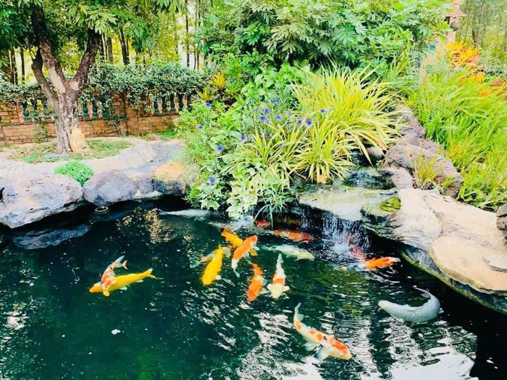 Phía trước nhà còn có hồ cá Koi. Ảnh: FBNV
