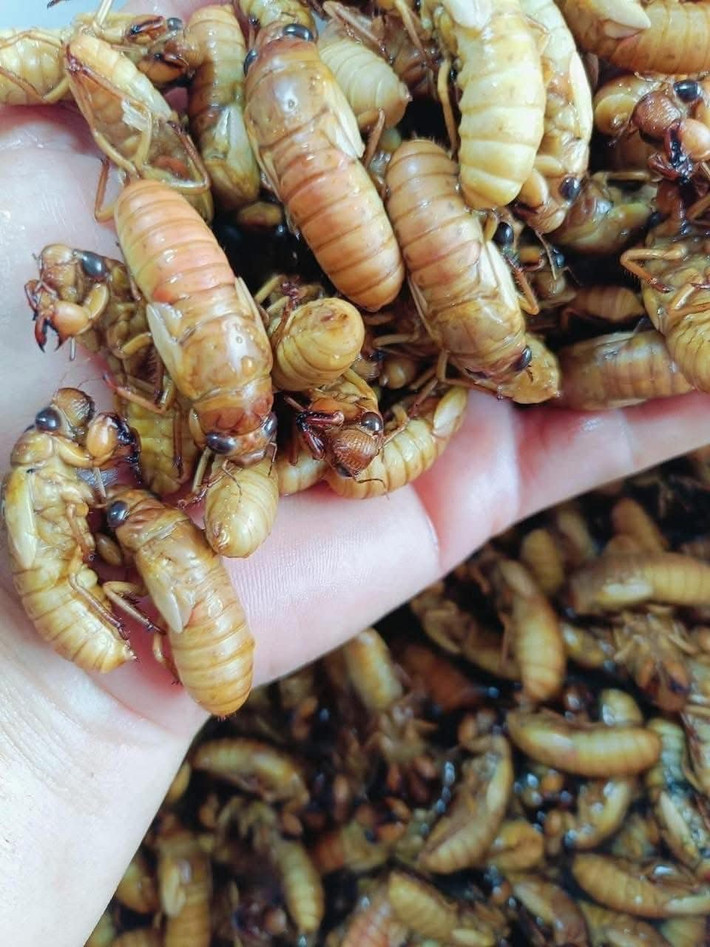 Theo các thương lái, nhộng ve sầu không có quanh năm mà chỉ có từ cuối tháng 4 đến tháng 7 hàng năm. Ảnh: Facebook
