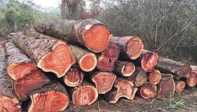 Giáng hương là loại gỗ quý hiếm, được mệnh danh "vương mộc" đắt ngang kim cương ở Việt Nam. Ảnh: Govi Furniture