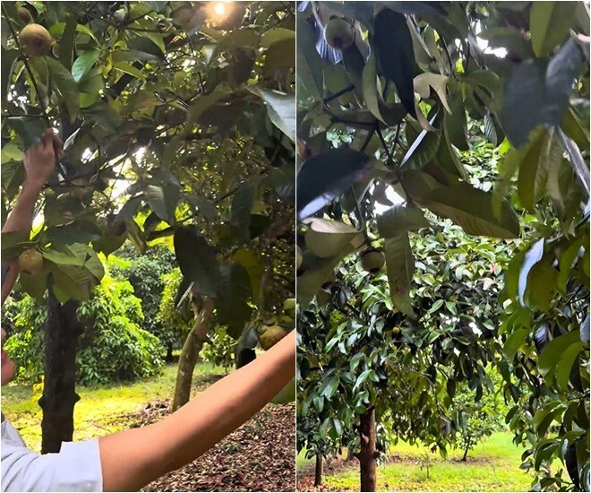 Măng cụt sum suê ẩn trong từng tán lá. Ảnh chụp màn hình