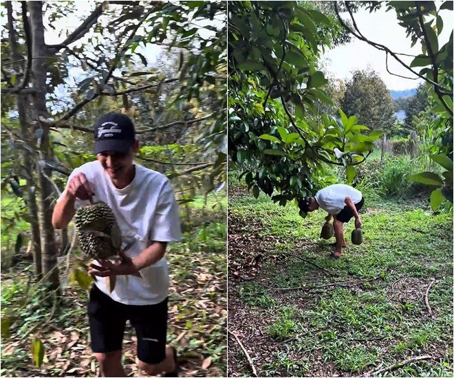 Mạc Văn Khoa thích thú đi nhặt sầu riêng trong vườn. Ảnh chụp màn hình