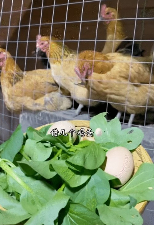 Không chỉ trồng rau, nam chủ nhân còn nuôi gà. Ảnh: @Jiangmo