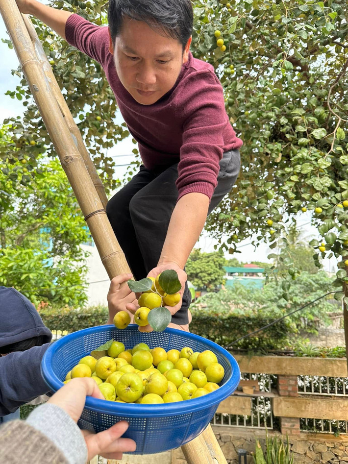 Trọng Tấn thu hoạch táo trong khu vườn. Ảnh: FBNV