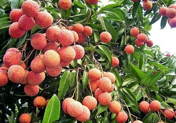 Hầu hết các đầu mối chỉ nhận đơn đặt trước và giao hàng sau 3-4 ngày. Ảnh: Khimfood