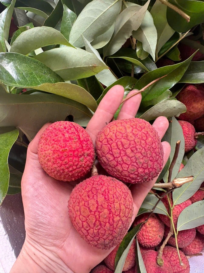 Giữa lúc vải thiều bán đầy chợ, vỉa hè giá chỉ từ 10.000-25.000 đồng/kg, một loại vải đặc biệt giá siêu đắt đỏ lên tới vài trăm nghìn đồng/kg khiến nhiều người sửng sốt. Ảnh: Facebook