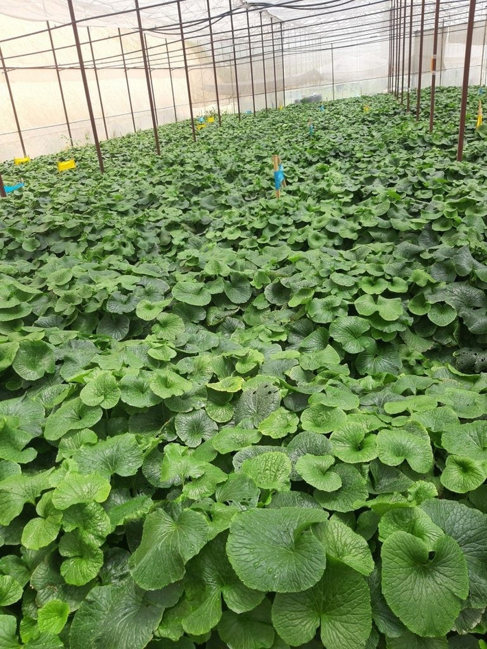Khác với các loại rau củ thông thường, wasabi chỉ sinh trưởng trong môi trường tự nhiên rất đặc thù như khí hậu mát mẻ, độ ẩm cao, đất trung tính (pH từ 6–7) và phải có nguồn nước suối sạch, chảy liên tục. Ảnh: NongsanDaLat
