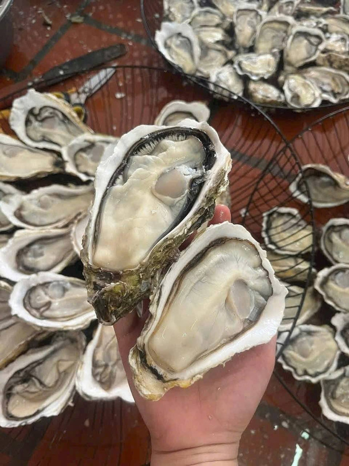 Hàu vàng giá sỉ chỉ từ 30.000–47.000 đồng/kg, giá bán lẻ chỉ từ 60.000 đồng/kg. Ảnh: Facebook