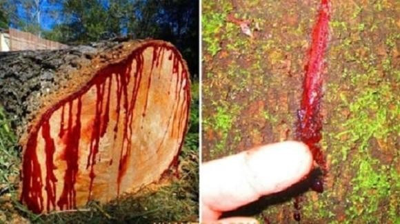 Nhựa cây màu đỏ tươi, đặc biệt gỗ giáng hương có mùi thơm dễ chịu, đậm đà. Ảnh: Internet
