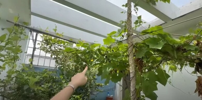 Khu vườn nhỏ xinh của MC Cát Tường còn có rau càng cua ăn suốt mùa. Ảnh chụp màn hình