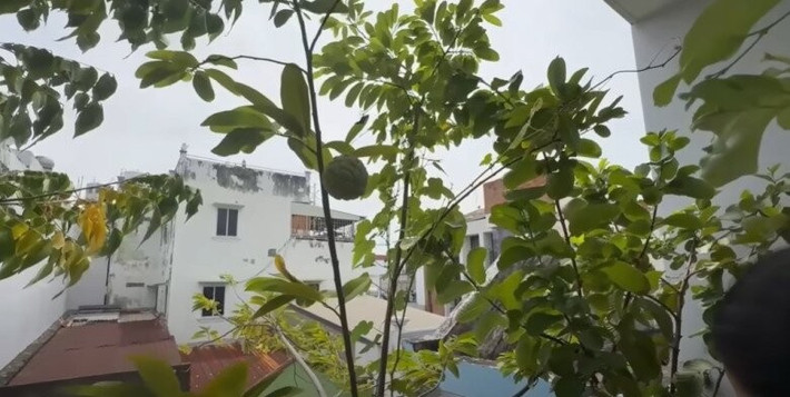 Trong vườn còn có na nhưng chưa chín. Ảnh chụp màn hình