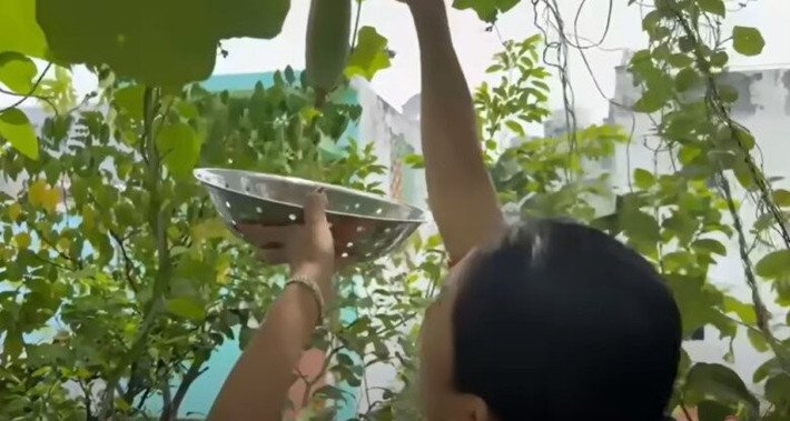 Ra vườn thu hoạch lần cuối trước khi chuyển đi, nữ nghệ sĩ 7X cho biết, cây mướp "cứu đói" cho cả xóm trong mùa dịch COVID-19 giờ vẫn cho trái. Ảnh chụp màn hình