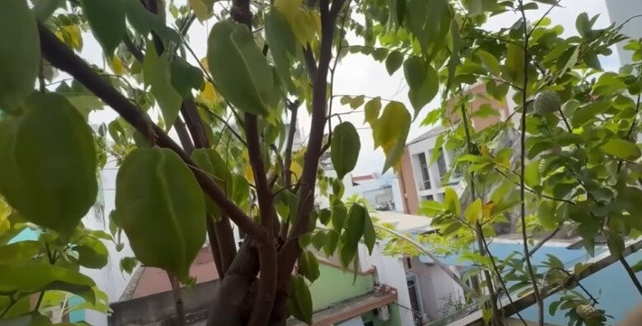 Cây khế được nữ MC trồng từ khi còn nhỏ xíu ở một ngôi nhà khác 10 năm, qua một cửa hàng 2 - 3 năm nữa rồi mới về đây. Ảnh chụp màn hình