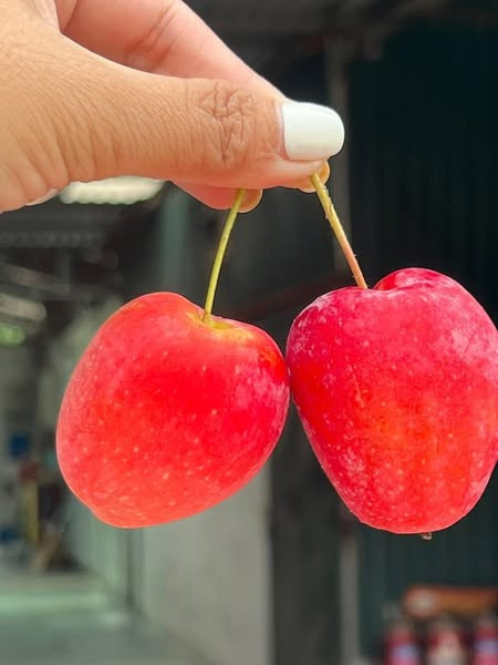 Loại quả này thuộc giống táo nhưng kích thước chỉ bằng khoảng ba đầu ngón tay, cuống dài như cuống quả cherry nên được gọi là táo cherry. Ảnh: Gold Fruit