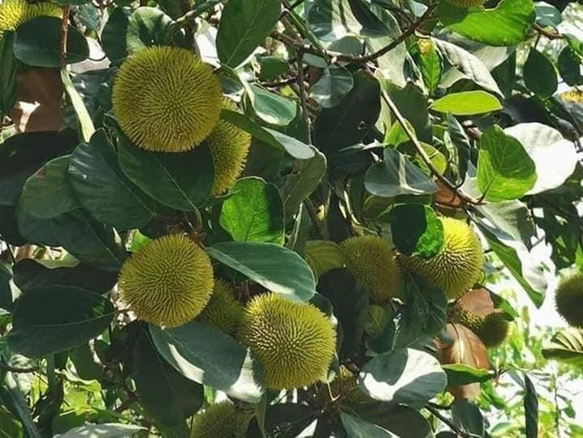 Người bán cho biết, đây là mít rừng hay còn gọi mít nài, mọc tự nhiên ở trong rừng ở các tỉnh Tây Nguyên như Đăk Nông, Đắk Lắk và một số tỉnh miền Trung. Ảnh: Facebook