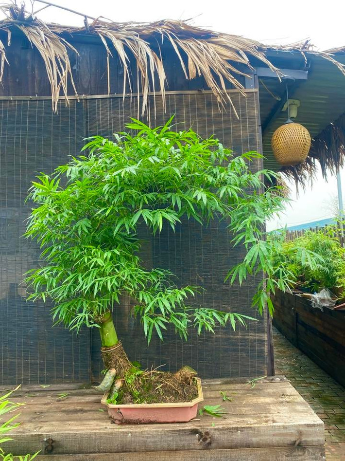 Tre bonsai được tạo thành nhiều dáng khác nhau như huyền buông thả mềm mại, dáng trực hiên ngang hay hình chữ S ý nghĩa...Ảnh: Facebook