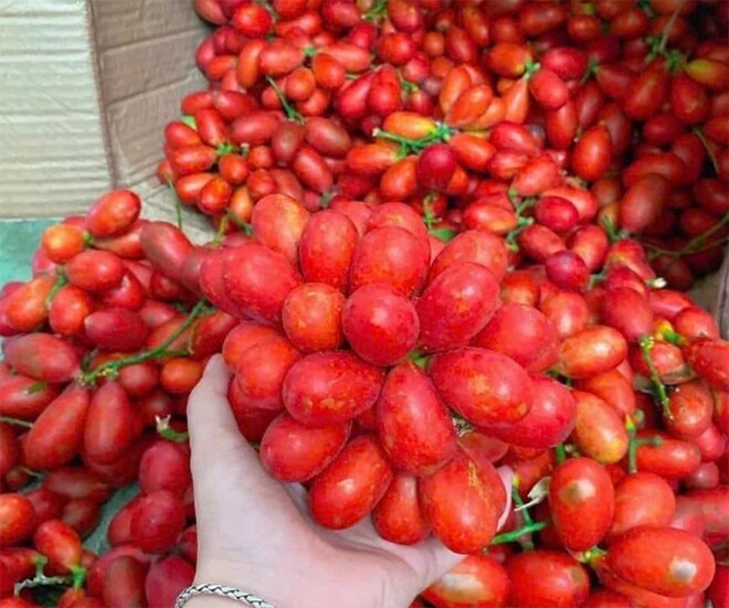 Xưa gắn liền với đời sống người dân miền núi, nay quả máu đang dần trở thành quả quý hiếm được "săn lùng" mỗi khi đến mùa. Ảnh: Internet
