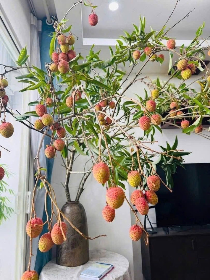 Chị Giang (Thanh Xuân, Hà Nội) chia sẻ: "Tôi thích trang trí phòng khách bằng những loại quả độc đáo như thế này. Chỉ một set cành vải đỏ treo lủng lẳng trong bình men gốm, là đủ mang cả mùa hè Bắc Bộ vào không gian sống". Ảnh: Facebook