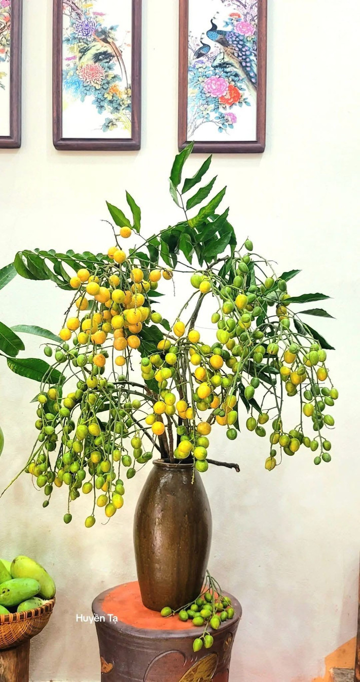 Vài năm gần đây, thú chơi hoa của chị em sáng tạo hơn bao giờ hết. Ngoài các loại hoa thông thường, nhiều cành quả cũng được cắm bình, trang trí trong phòng như những lọ hoa. Ảnh: FB Sple Nguyet