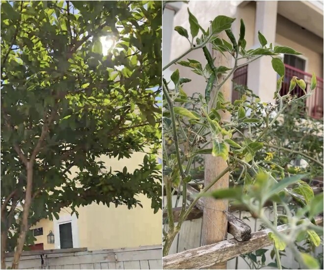 Những hình ảnh về khu vườn từng được người thân quen của Phi Nhung chia sẻ. Ảnh: Facebook