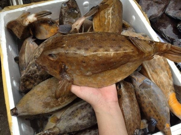 Cá bò hòm (hay còn gọi cá thiết giáp) là loại hải sản có nhiều ở Khánh Hòa, Lâm Đồng (Bình Thuận cũ) hay Đắk Lắk (Phú Yên cũ). Ảnh: Daohaisan