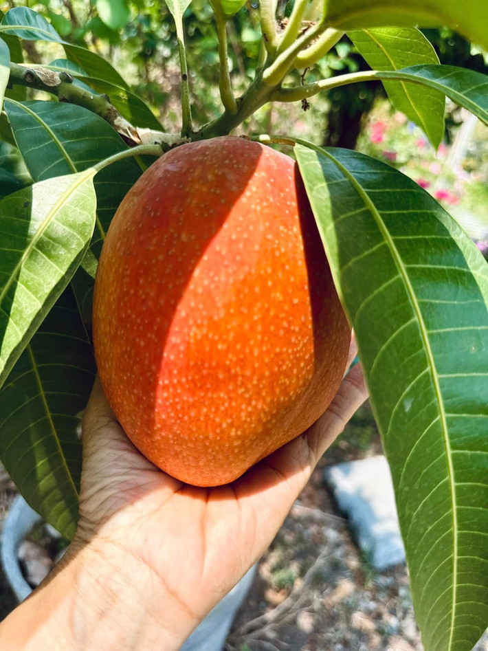 Nữ ca sĩ còn trồng được cả giống xoài đỏ Nhật Bản, đắt nhất thế giới. Ảnh: FB Hoàng Thị Mỹ Lệ