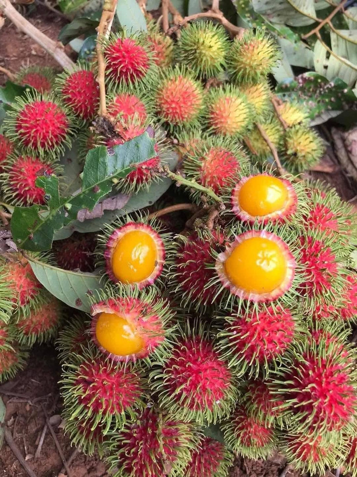 Nhưng mấy năm gần đây, các loại trái cây rừng tự nhiên lại được lùng mua và khá hút khách. Ảnh: Facebook
