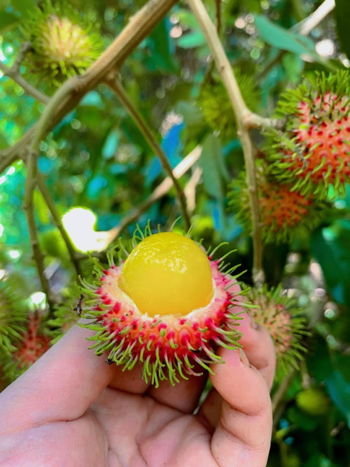 Các tiểu thương khẳng định, chôm chôm rừng không ngọt như chôm chôm Thái nhưng ngon hơn chôm chôm thường. Ảnh: Facebook